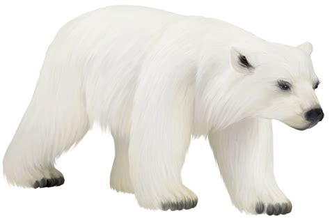 polar bear clipart|polar bear clip art transparent.